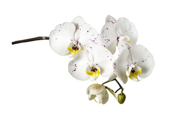 Beautiful sprig of white and purple phalaenopsis orchid flower isolated on a white background.