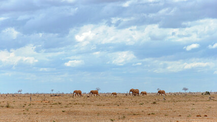 Elephant family on tje horizon. © Vlad Ozo