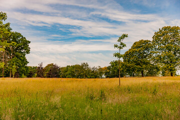 Meadow with wild grass in the Kasteelpark Elsloo park with huge trees in the background, spring day with a blue sky and white clouds in South Limburg, Netherlands Holland