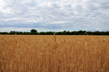 field of wheat