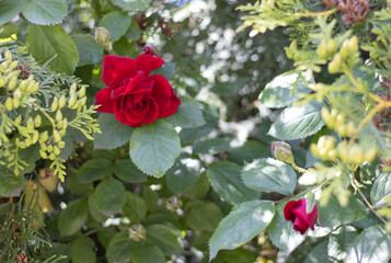  image of beautiful rose flowers in the garden close-up