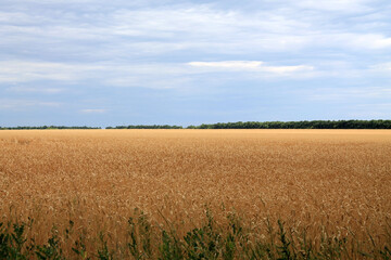 Obraz premium field of wheat and blue sky