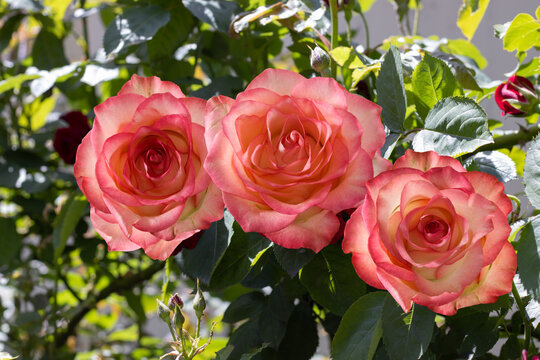  image of beautiful rose flowers in the garden close-up