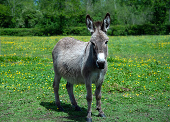 Naklejka na ściany i meble Donkey on a meadow on a summertime