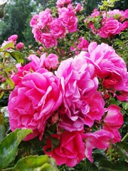 pink hydrangea flowers