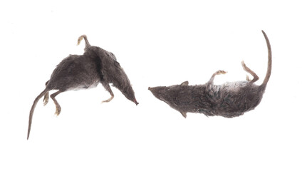 dead mouse or dead rat isolated on white background
