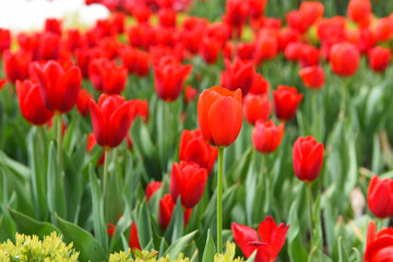 Fototapeta na wymiar Red Tulips with Daisies.