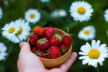 Female hands hold a red ripe strawberry in a wooden bowl on a summer background of daisies and greens. Fresh strawberries from the garden. Summer healthy eating concept.
Healthy organic sweet fruits.