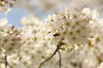 Cherry blossom with white flowers.