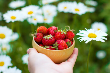 Female hands hold a red ripe strawberry in a wooden bowl on a summer background of daisies and greens. Fresh strawberries from the garden. Summer healthy eating concept.
Healthy organic sweet fruits.