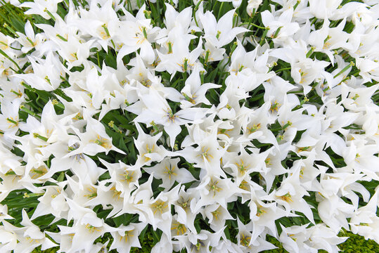 White Tulips Background.