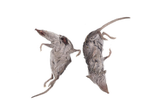 dead mouse or dead rat isolated on white background