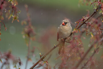 Female cardinal in the rain