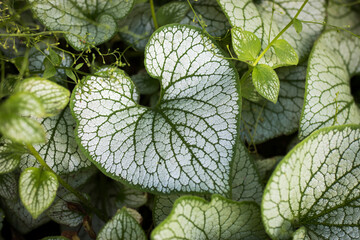 Heartleaf brunnera (binomial name: Brunnera macrophylla), also known as Siberian bugloss, in a...