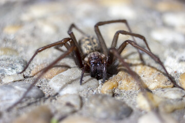 Giant house spider eratigena artica on stones