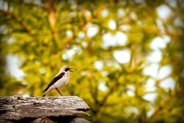 A gray bird with black wings and an open beak sits on an old wooden roof against a background of green foliage