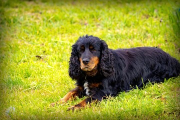 black spaniel dog lies on green grass