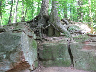 Obraz premium Wurzelpaar