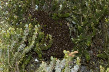 A bee swarm hanging on a tree in the wild 3