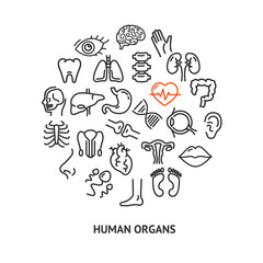 Human Anatomy Round Design Template Contour Lines Icon Concept. Vector