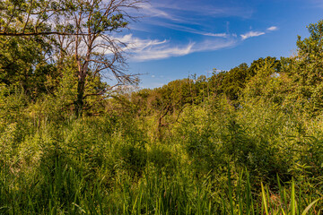 Abundant vegetation with green foliage, wild green grass and trees in the Kasteelpark Elsloo forest seen from a hill, sunny spring day with a blue sky and white clouds in South Limburg, Netherlands