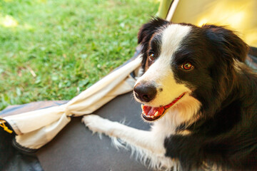 Outdoor portrait of cute funny puppy dog border collie lying down inside in camping tent. Pet travel adventure with dog companion. Guardian and camping protection. Trip tourism concept