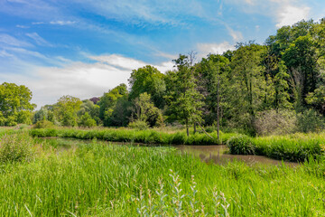 Stream in the middle of a meadow surrounded by thick green grass with huge trees with green foliage...