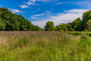 Fototapeta na wymiar Marshy ground with abundant vegetation, thick wild grass surrounded by huge trees with green foliage, sunny spring day with a blue sky in South Limburg, the Netherlands Holland