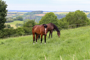 Horses graze in the summer on the meadow