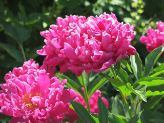 red lush peonies bloom in the garden in summer