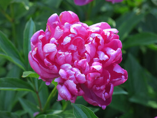 red lush peonies bloom in the garden in summer
