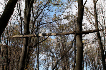 tree branches against blue sky