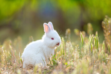 Little rabbit on green grass in summer day