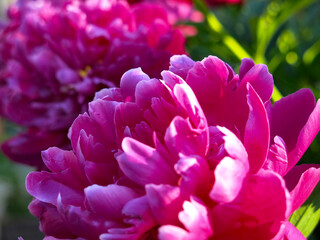 red lush peonies bloom in the garden in summer