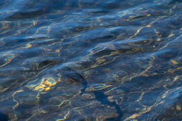 Mountain water trout swimming under the water, small waves