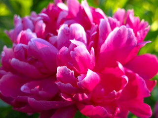 Obraz premium red lush peonies bloom in the garden in summer
