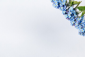 Forget-me-not flowers on the white paper background , copy space for design