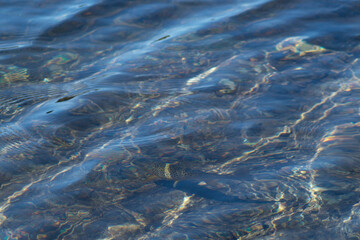 Mountain water trout swimming under the water, small waves