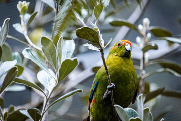 New Zealand parakeet, kakariki