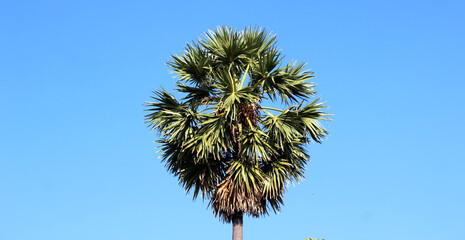 Fototapeta premium Crohn's sugar palm against the blue sky
