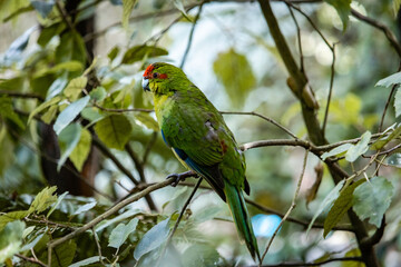 New Zealand parakeet, kakariki