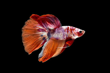 Siamesse fighting fish in black background