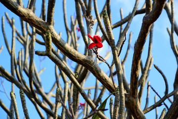 7 Red plumeria or frangipani flower on leafless tree branches