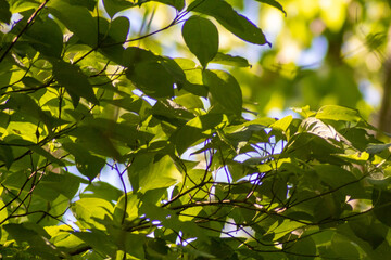 green leaves in the sun
