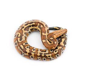Sumatran Short Tail Python isolated on white background