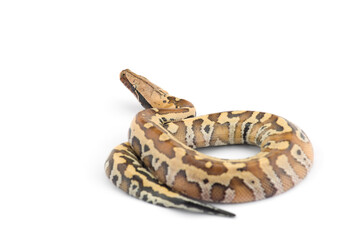 Sumatran Short Tail Python isolated on white background