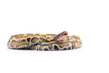 Sumatran Short Tail Python isolated on white background