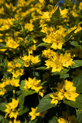 Lysimachia punctata. Yellow Loosestrife flowers in summer. UK gardening