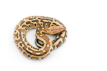 Sumatran Short Tail Python isolated on white background