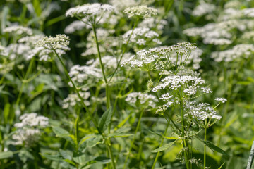 Wild Angelica flower. Background of white flowers. Texture of white summer flowers